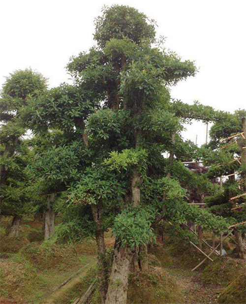 長沙縣智聯園林綠化有限公司,長沙縣智聯園林綠化,智聯園林綠化,羅漢松,香樟,廣玉蘭,園林苗木哪家好